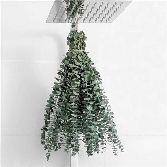 10 Pcs Dried Eucalyptus Stems 17" Real Eucalyptus for Shower Hanging 100% Made f - Picture 1 of 7